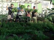 Duh Gembiranya Warga Kota Sukoharjo, Kreatif Menyulap Lahan Mangkrak Jadi Kebun Produktif
