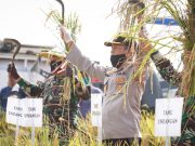 Petinggi TNI-Polri Jawa Tengah dan Pemkab Panen Raya Padi di Pemalang