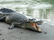 Buaya Muara Hambat Pencarian Korban Kapal Karam