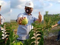 Harmoni Semen Gresik dengan Petani, Lahan Tandus Disulap Jadi Sentra Buah