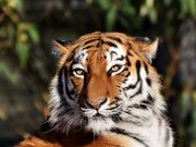 Petugas Kebun Binatang Tewas Diserang Harimau