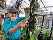 Petani Temanggung Kembali Tanam Vanili; Pencurian Jadi Ancaman