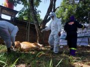 Global Qurban ACT Terapkan Standar Protokol Kesehatan
