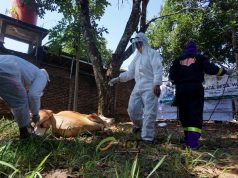Global Qurban ACT Terapkan Standar Protokol Kesehatan