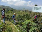 Warga Mlandi Garung Wonosobo Kembangkan Kopi Arabika