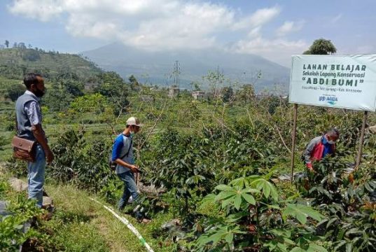 Warga Mlandi Garung Wonosobo Kembangkan Kopi Arabika