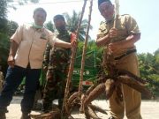 Banyuadem, Desa di Lereng Merapi dengan Hasil Pertanian Serbasuper