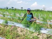 Petani Temanggung Budi Dayakan Tanaman Asparagus