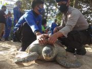 Polda Bali Lepasliarkan 25 Penyu Hasil Penyelundupan