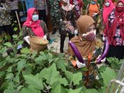 Desa Sumberwulan Wonosobo Angkat Subanusa di Monev 10 Program Pokok PKK
