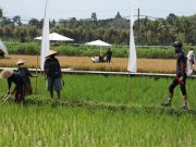 Ganjar ke Svarga Bumi, Sawah Modern yang Ramai Dikunjungi Wisatawan