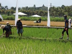 Ganjar ke Svarga Bumi, Sawah Modern yang Ramai Dikunjungi Wisatawan