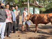 PT GMM Kurban 7 Kambing dan 2 Sapi untuk Warga Ring 1