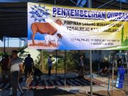 Muhammadiyah Tegalrejo Bagikan Daging Kurban ke Masyarakat