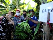 Kemarau, Petani Losari Brebes Tanam Pisang di Sawah