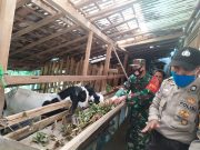 Bripka Nyamat Bersama Serma Sutoyo Sambangi Peternak Kambing