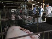 Ganjar Temukan Pipa Siluman dan Bangkai Babi di Bengawan Solo