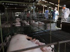 Ganjar Temukan Pipa Siluman dan Bangkai Babi di Bengawan Solo
