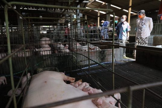 Ganjar Temukan Pipa Siluman dan Bangkai Babi di Bengawan Solo