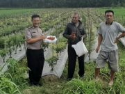 Bripka Alif Bantu Petani Panen Cabai