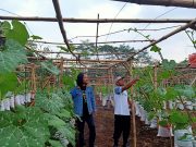 Lesbumi PCNU Kabupaten Pekalongan Kembangkan Agrowisata Labu Madu