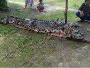 Buaya Sepanjang Empat Meter Ditangkap Warga