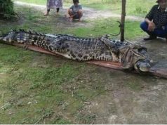 Buaya Sepanjang Empat Meter Ditangkap Warga