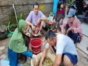 Mahasiswa Undip Ajari Peternak Membuat Silase dari Tebon Jagung