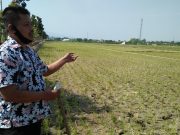 Kartu Tani Belum Merata, Petani Kudus Kesulitan Beli Pupuk