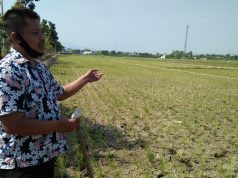 Kartu Tani Belum Merata, Petani Kudus Kesulitan Beli Pupuk