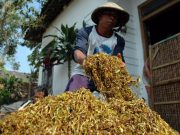 Bupati Temanggung Minta Pabrik Rokok Revisi Harga dan Segera Beli Tembakau