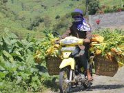 Tembakau Satu-Satunya Harapan Petani Temanggung