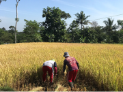 Urin Kambing Tingkatkan Hasil Panen Petani Mijen