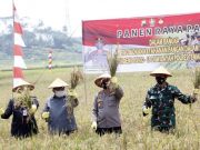 Panen Raya Padi Dukung Ketahanan Pangan di Masa Pandemi Covid-19