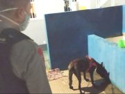 Libatkan Anjing Pelacak, Tim Gabungan Razia di Rutan Batang
