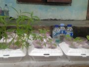 Mahasiswa KKN Undip Sulap Limbah Styrofoam dan Cangkang Telur Jadi Duit