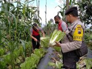 Peduli Petani, Polsek Kalikajar Wonosobo Borong Sayuran