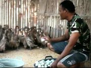 Ini Kisah Sukses Babinsa di Wonogiri Beternak Bebek