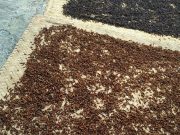 Petani Menjerit, Musim Panen Cengkih Harganya Anjlok