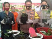 Nekat Tanam Ganja Harus Berurusan Polisi