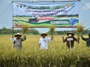 Bupati Panen Padi Inpari, Kebumen Surplus 123.529,4 Ton Beras