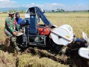 Babinsa di Wonogiri Peduli Membantu Petani Memanen Padi