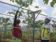 Sabuk Hijau Pabrik Semen Tuban Ditanami Anggur dan Jeruk