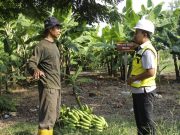 PT Semen Indonesia Ubah Lahan Pascatambang Jadi Kebun Pisang Canvendish
