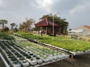 Mendulang Rupiah di Lahan Sempit dengan Hidroponik