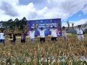 Petani Bawang Putih Tegal Bingung Jual Hasil Panen