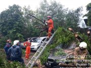 Pohon Beringin Tumbang Timpa Mobil Mewah di Pasar Minggu