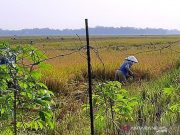 Cilacap Optimis Tetap Suplus Beras pada 2020