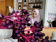 Kudus dan Jepara Rebutan Parijoto Jadi Tanaman Khas