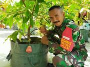 Babinsa Serma Hadi Prayitno Kreatif Membudidayakan Tabulampot